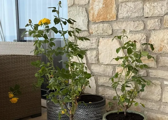 别墅 Terracotta 希马拉